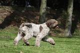 LAGOTTO 033